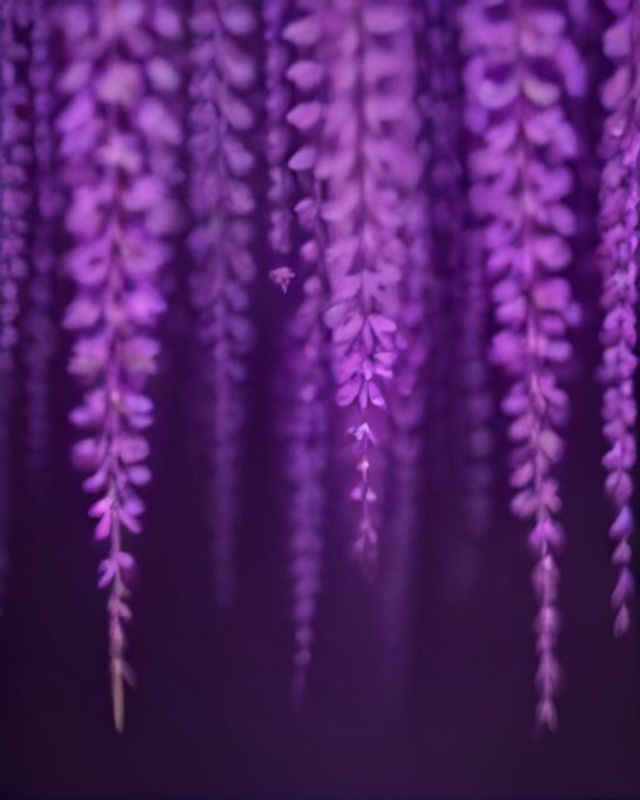 藤の花